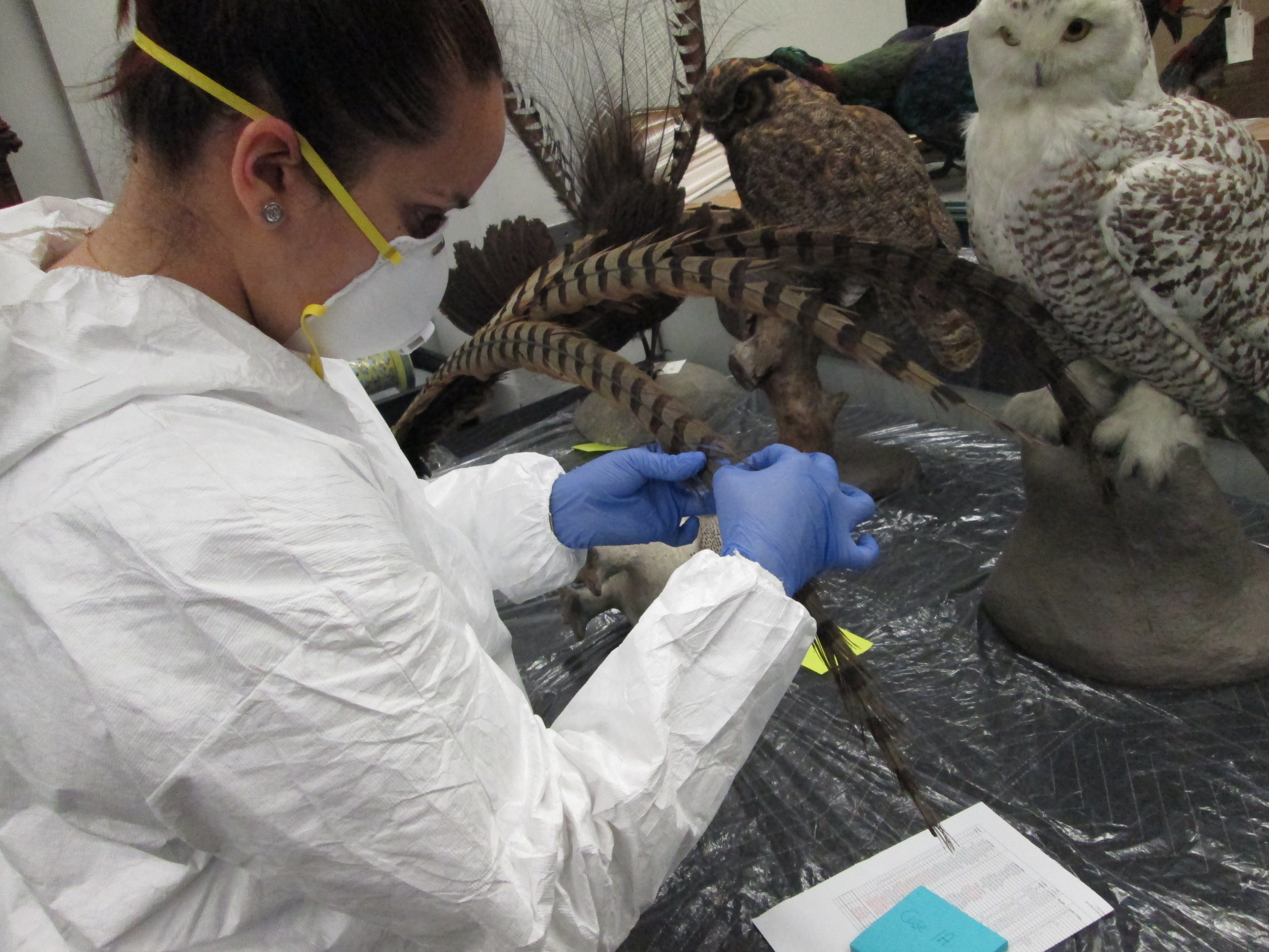 student working in the drexel collection